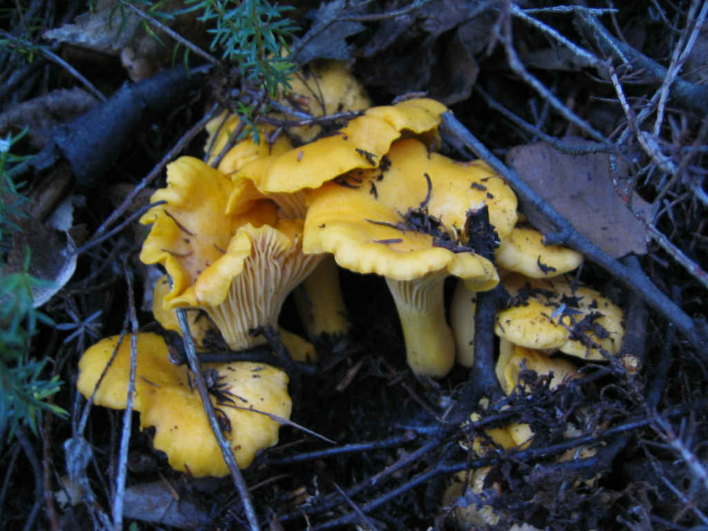 2005 :  Un anno di funghi
